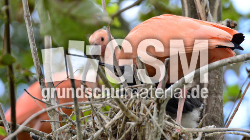 Roter Sichler (1).jpg